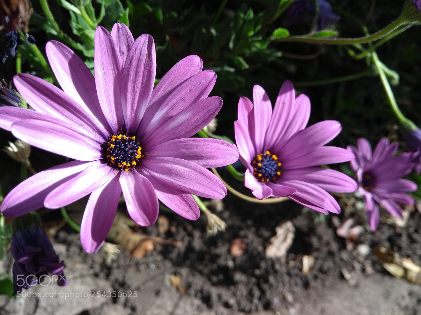 Motorola Moto G (5th Gen) sample photo. Flores en retoño photography