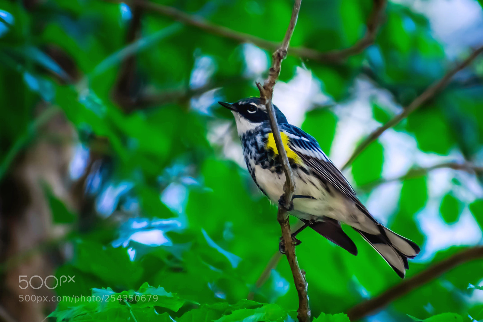Nikon D3400 sample photo. Warbler photography