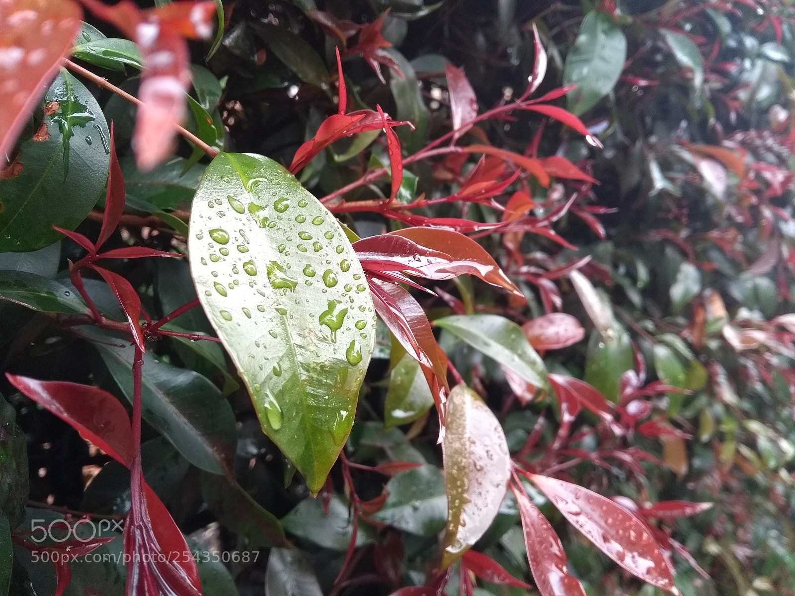 Motorola Moto G (5th Gen) sample photo. Hojas lluvia photography