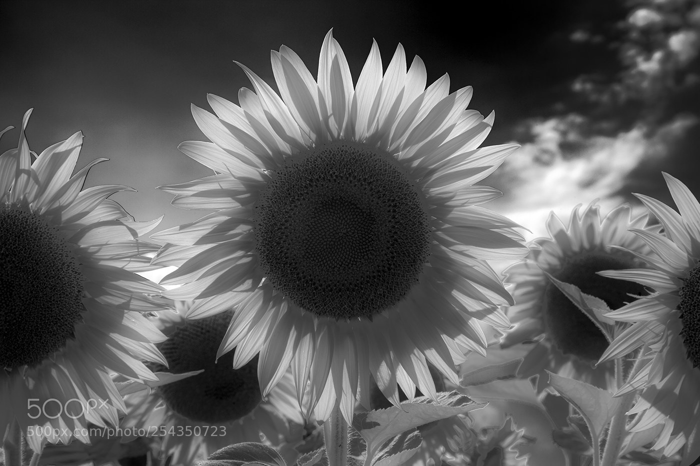 Canon EOS 5D Mark II sample photo. Sunflower photography