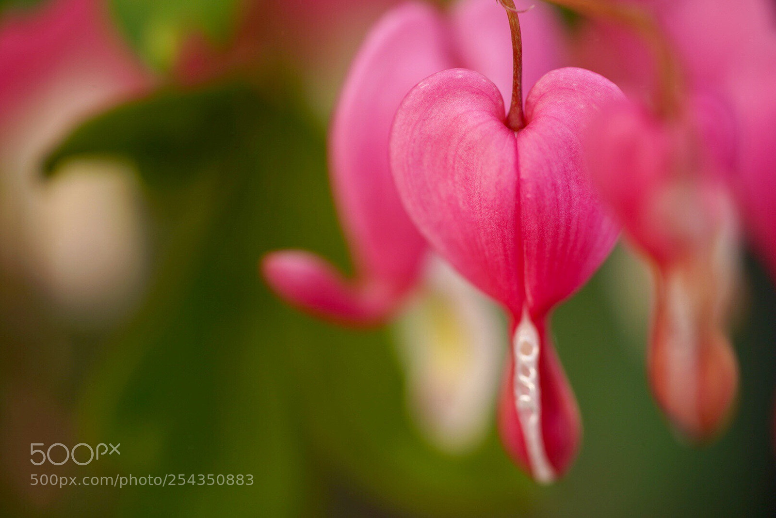 Sony a7R III sample photo. Bleeding heart  photography
