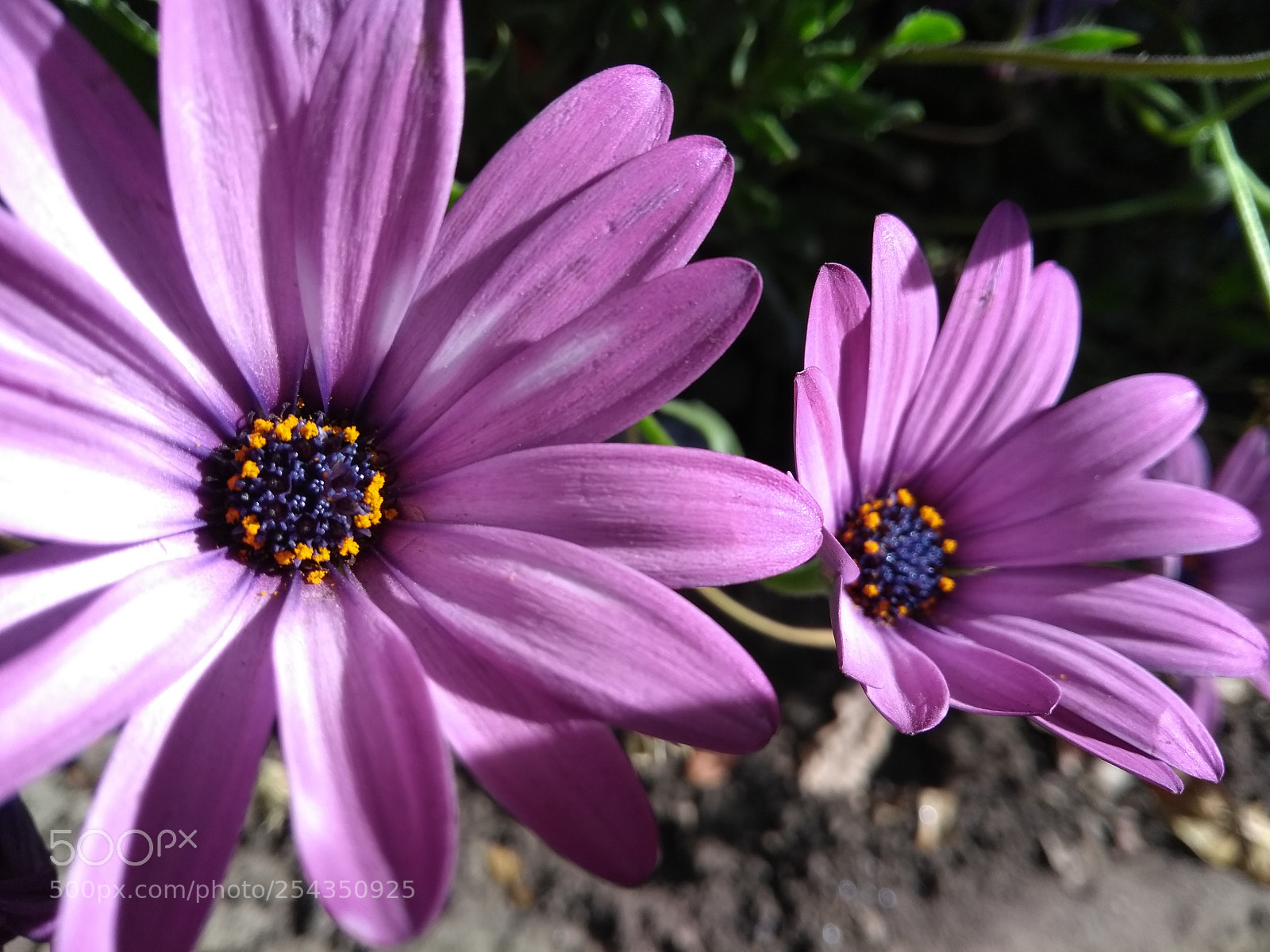 Motorola Moto G (5th Gen) sample photo. Flores en retoño photography