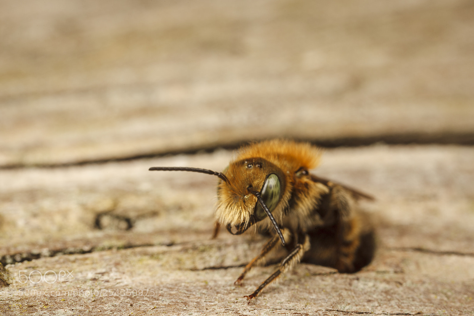 Canon EOS 5D Mark II sample photo. Blue mason bee photography