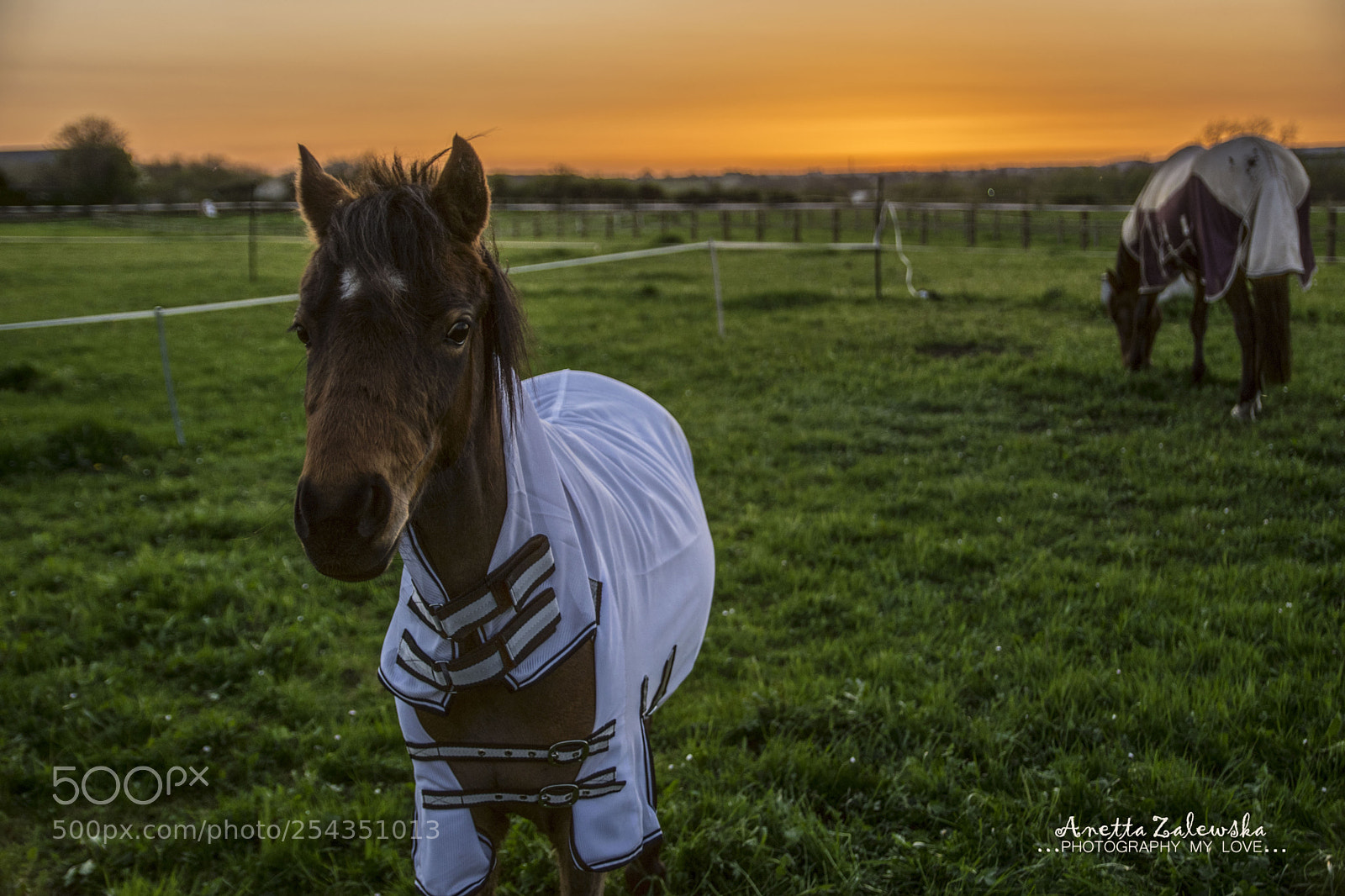 Nikon D3300 sample photo. Portrait of colt and photography