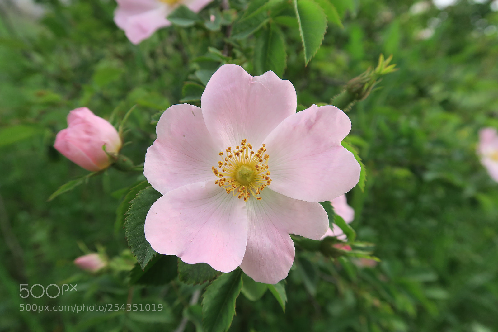 Canon PowerShot G7 X sample photo. Rose photography