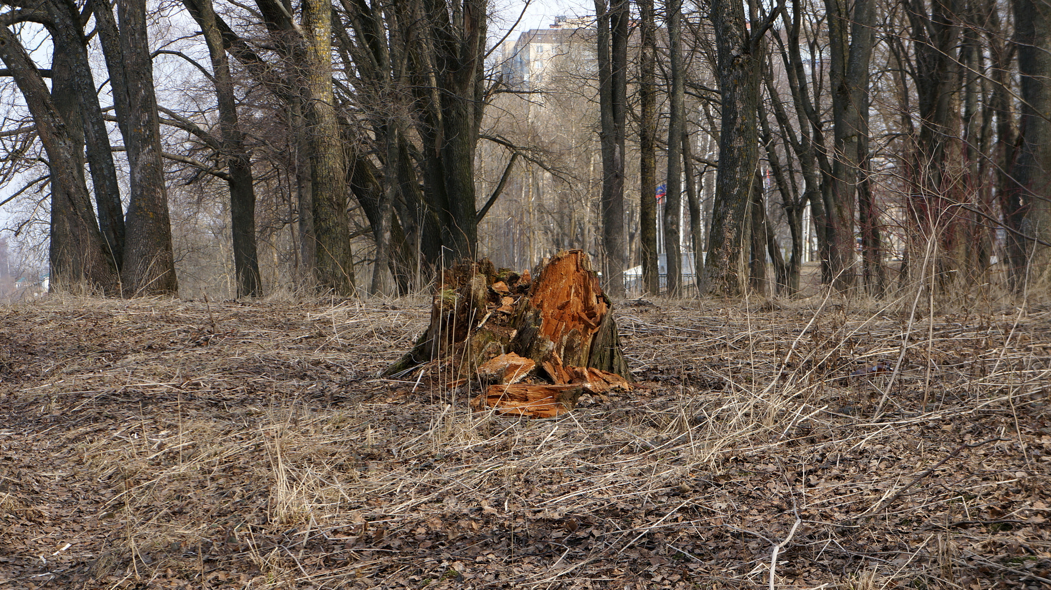 Sony E 18-55mm F3.5-5.6 OSS sample photo. Пень. photography