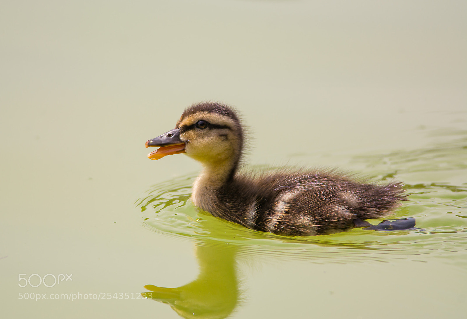 Nikon D7100 sample photo. Cute duck photography