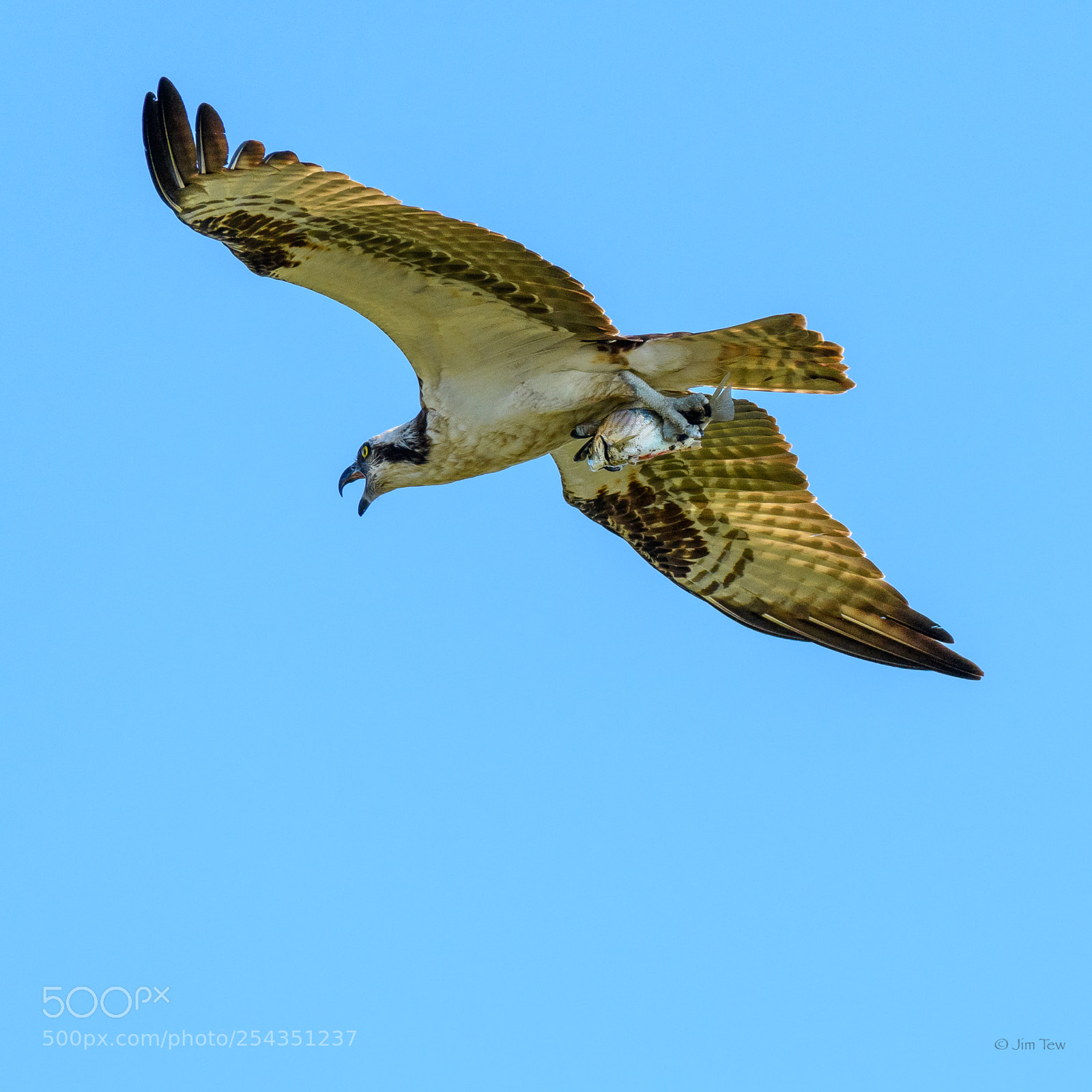 Nikon D7500 sample photo. Osprey with a fish photography