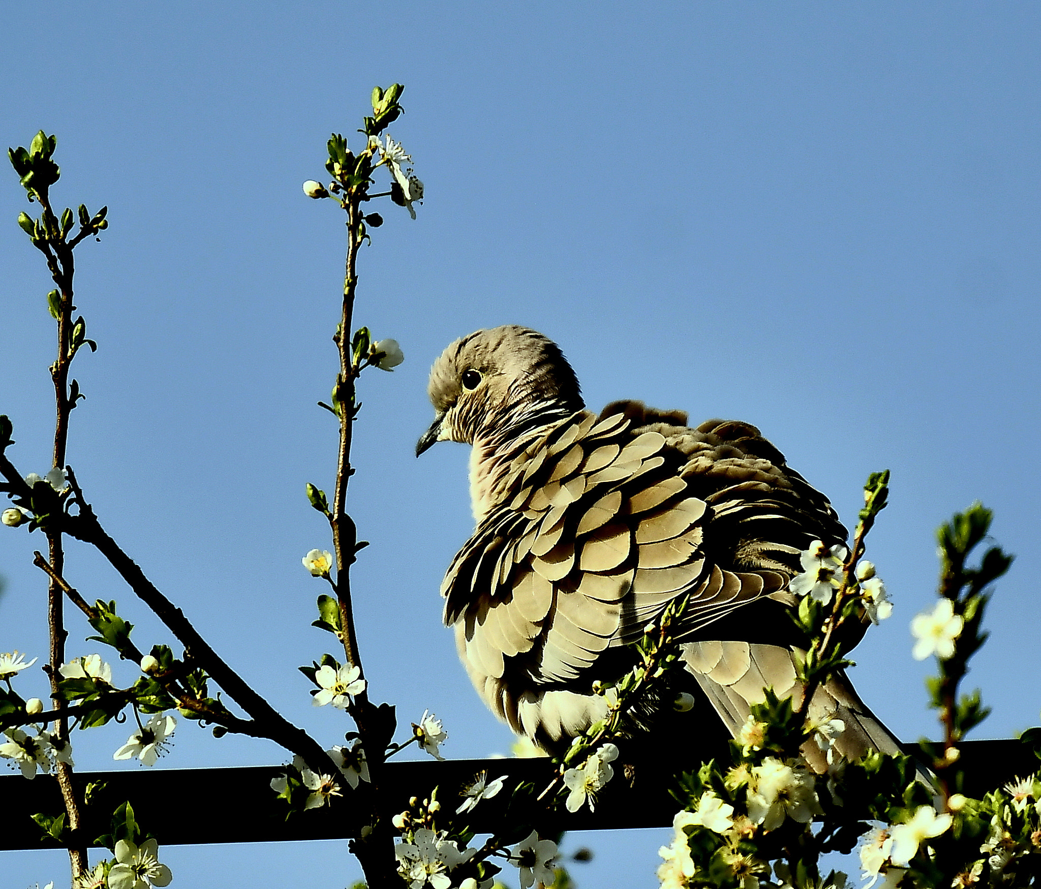 Nikon Nikkor AF-S 300mm F4E PF ED VR sample photo. The spring, in the morning... photography