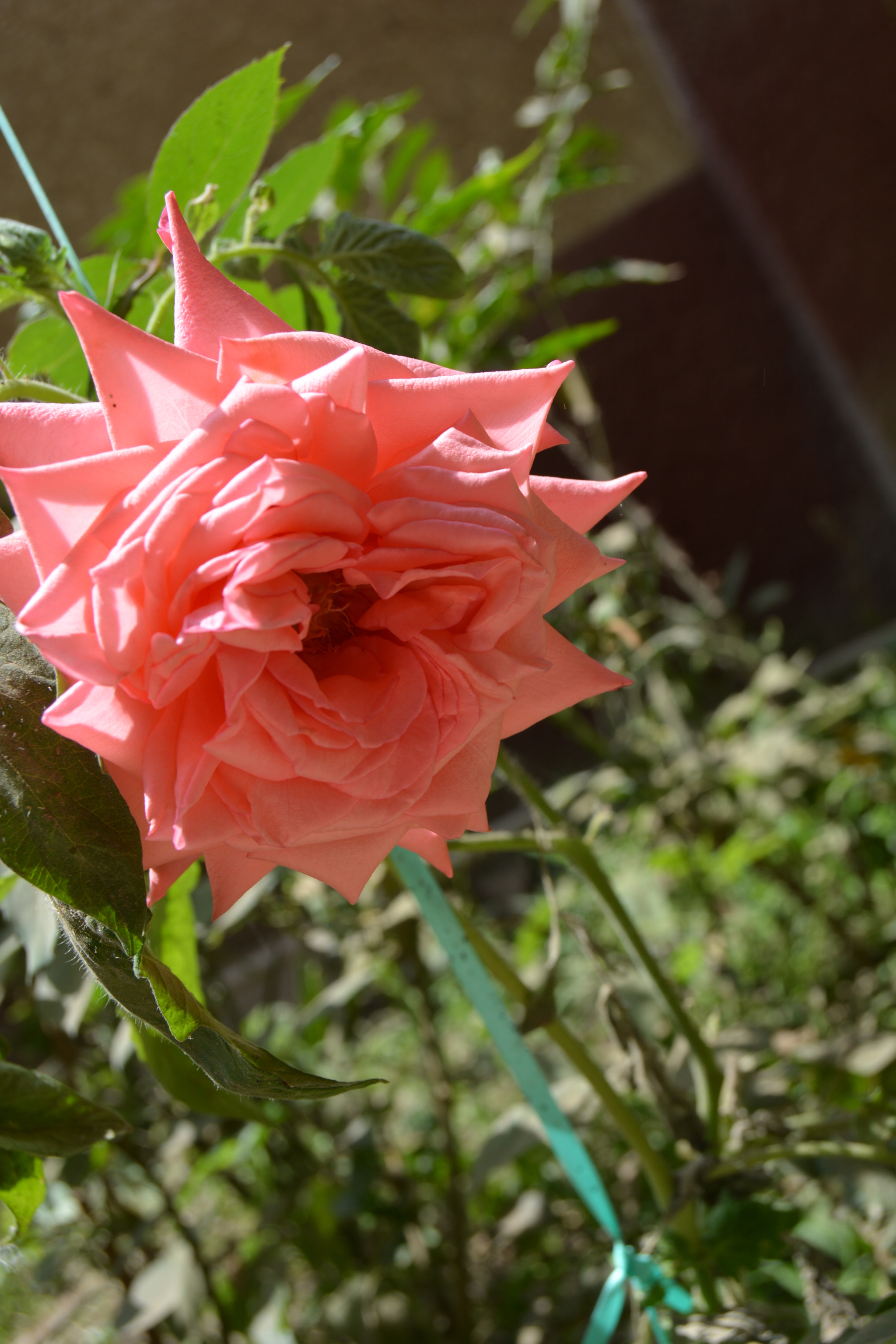 Nikon D5200 sample photo. Rose photography