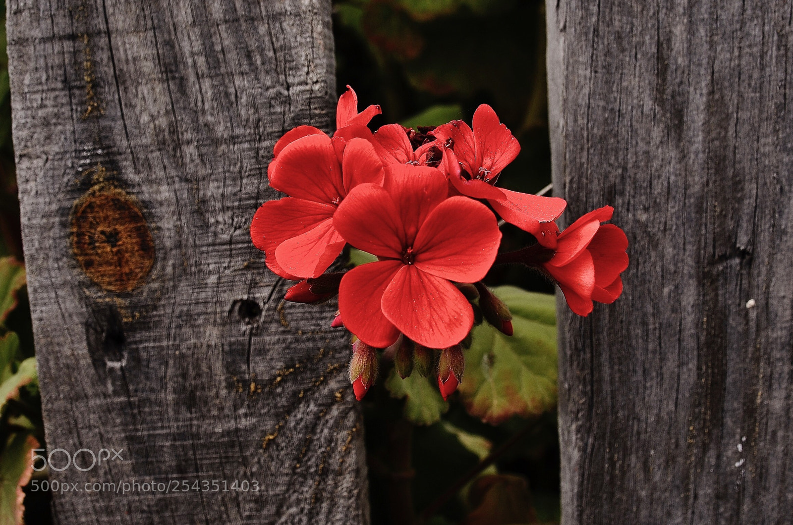 Nikon D7000 sample photo. Red flower photography