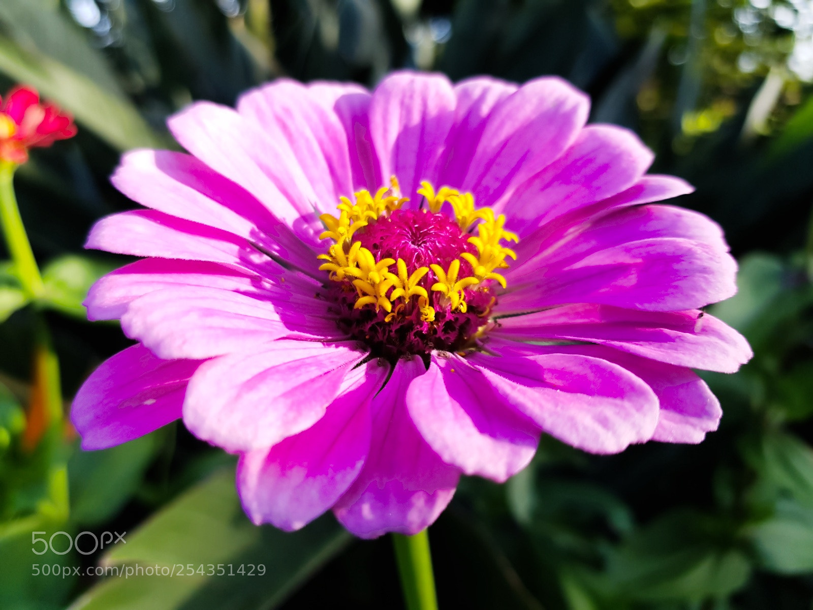 Samsung Galaxy S8 sample photo. Just beautiful photography
