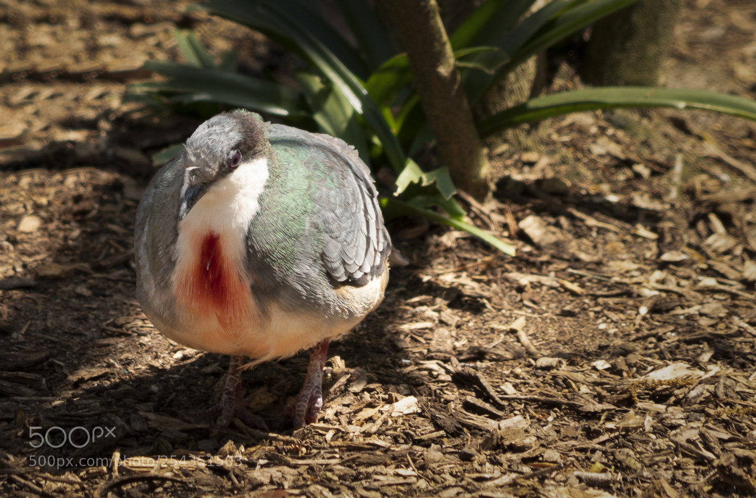 Sony a7R III sample photo. Luzon bleeding-heart dove photography