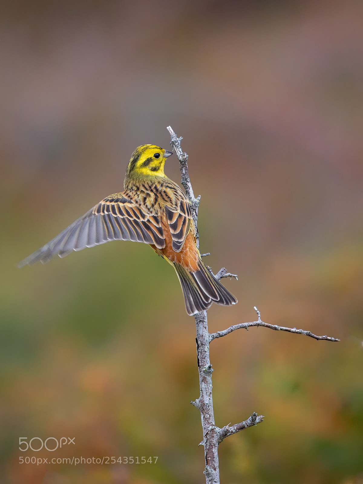 Canon EOS 5D Mark IV sample photo. Yellowhammer photography