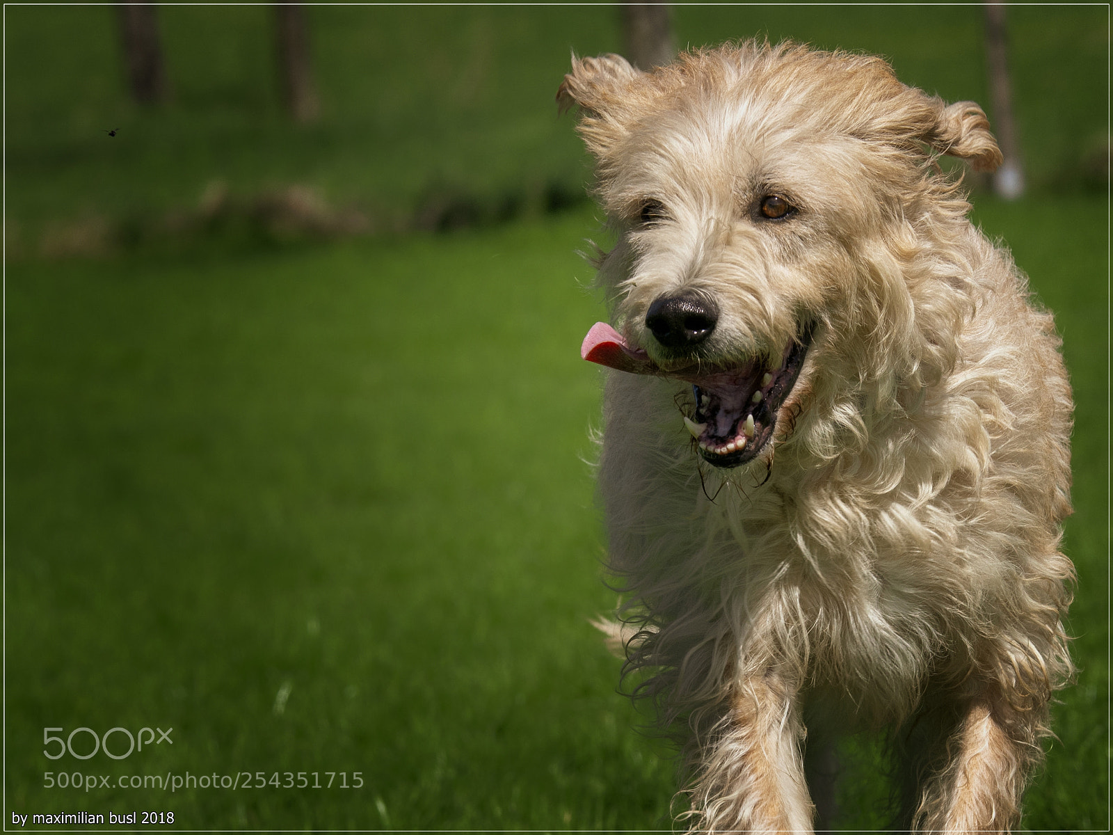 Nikon D850 sample photo. Just another happy dog photography