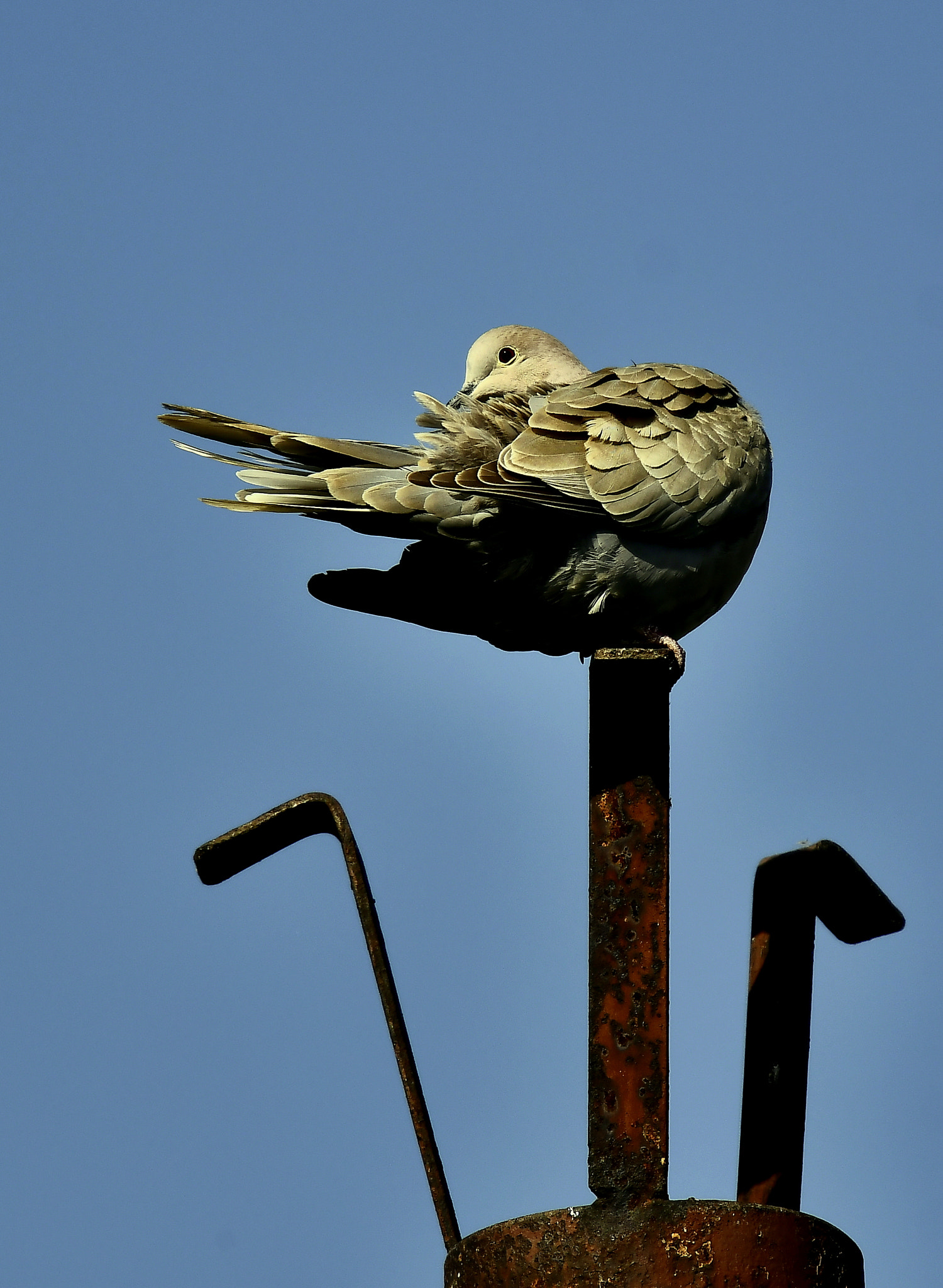 Nikon Nikkor AF-S 300mm F4E PF ED VR sample photo. Clothing inspection... photography