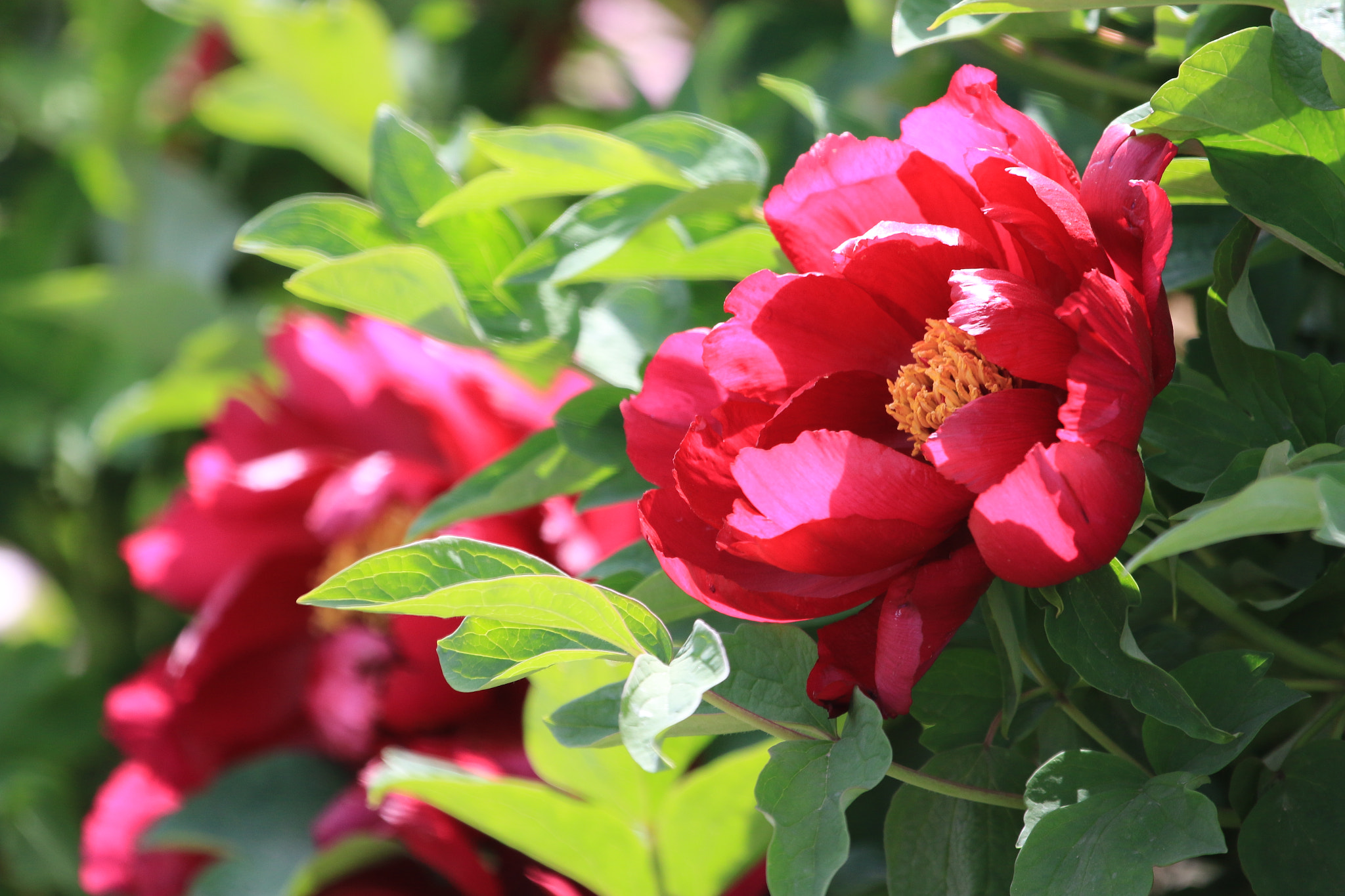 Canon EOS 7D Mark II + Canon EF 100-400mm F4.5-5.6L IS USM sample photo. Peony photography