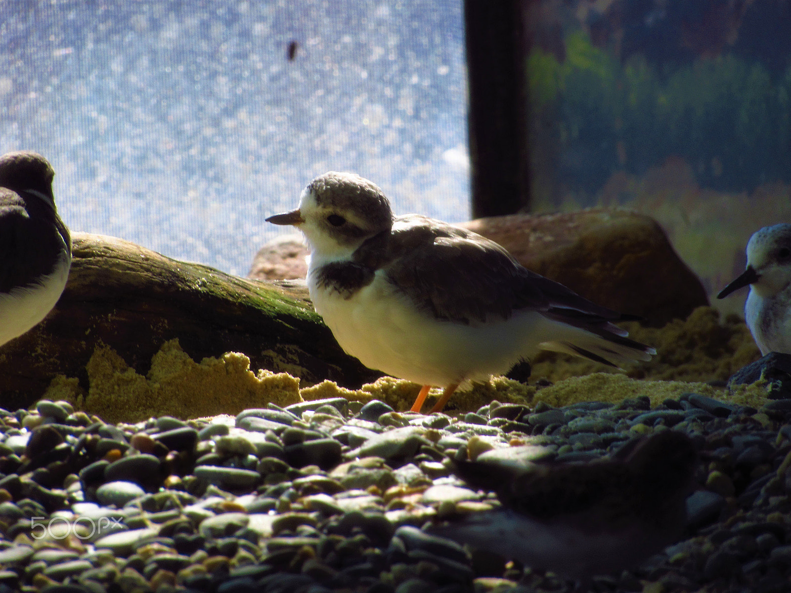 Canon PowerShot SX520 HS sample photo. Bird photography