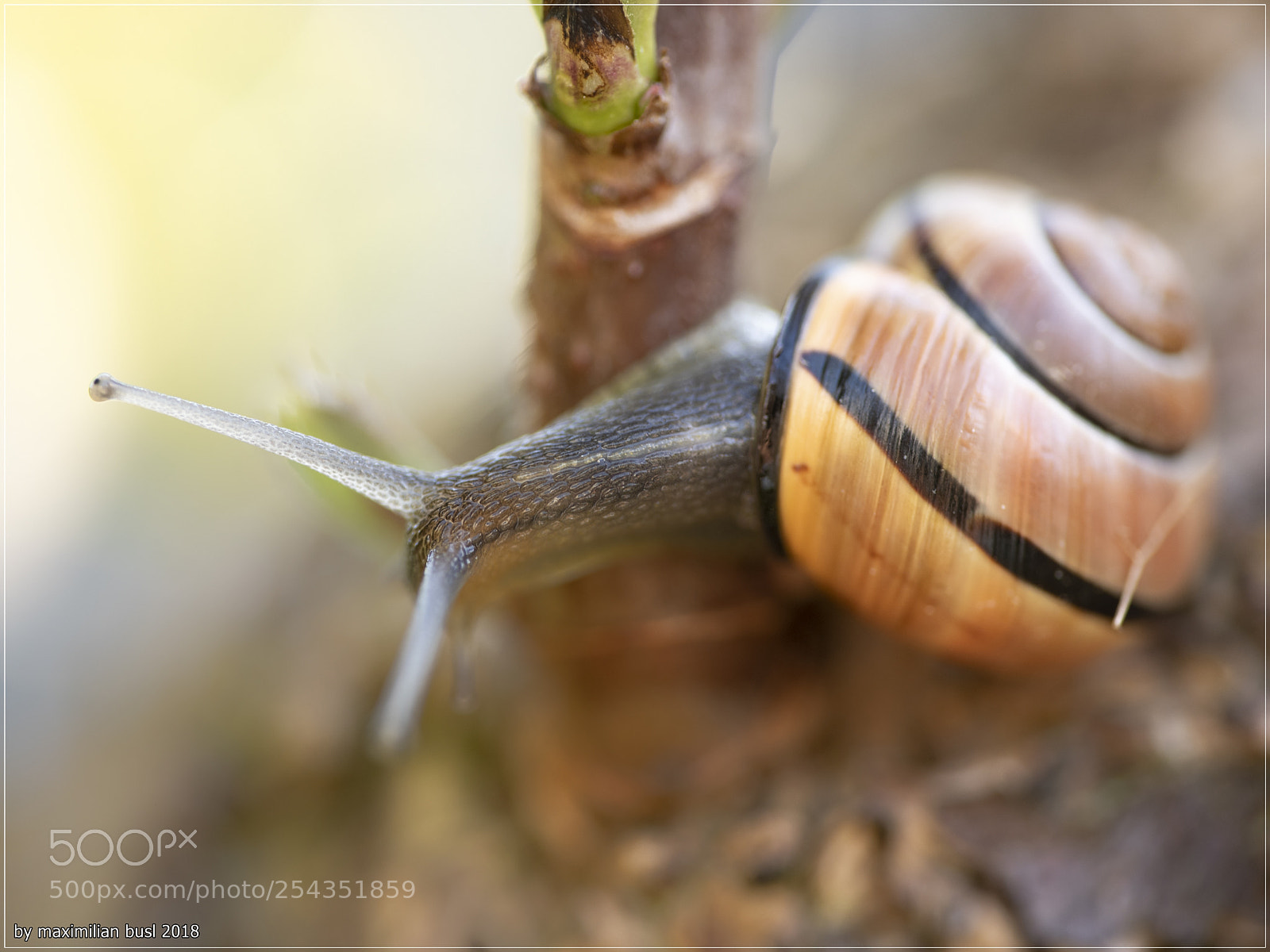 Nikon D850 sample photo. Snail mail photography