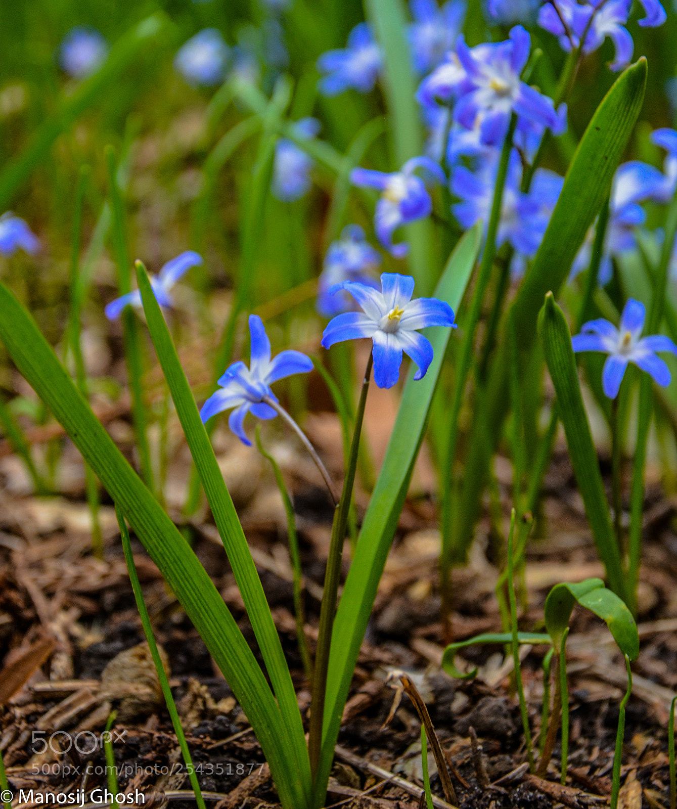 Nikon D5200 sample photo. Colours of spring photography
