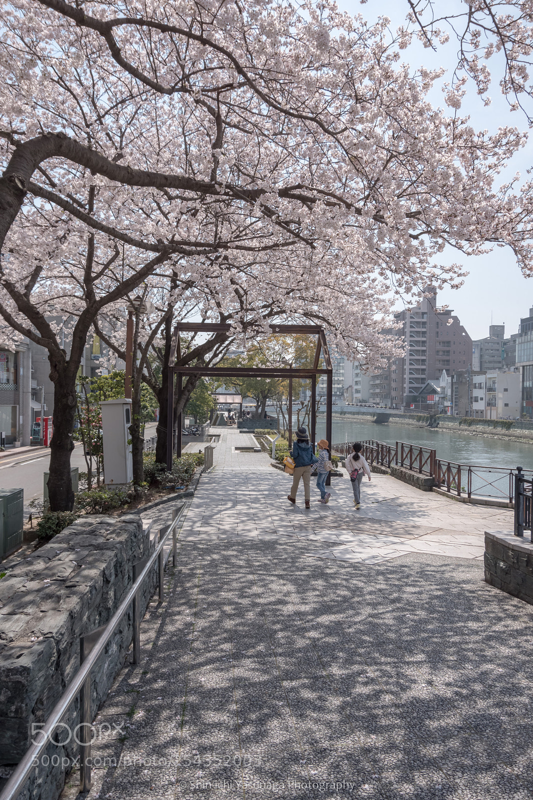 Pentax K-70 sample photo. Riverside cherry blossoms photography