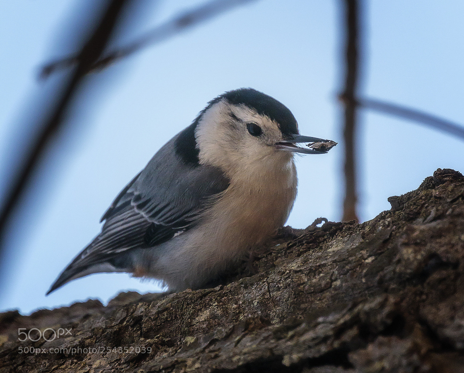 Canon EOS 7D Mark II sample photo. White breasted nuthatch photography