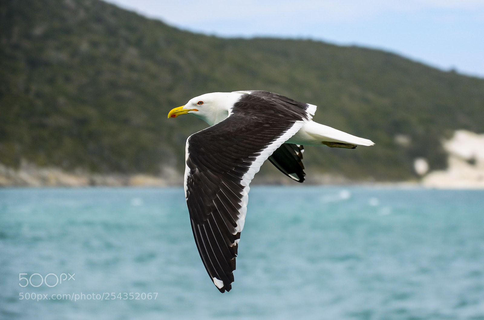 Nikon D7000 sample photo. Kelp gull photography