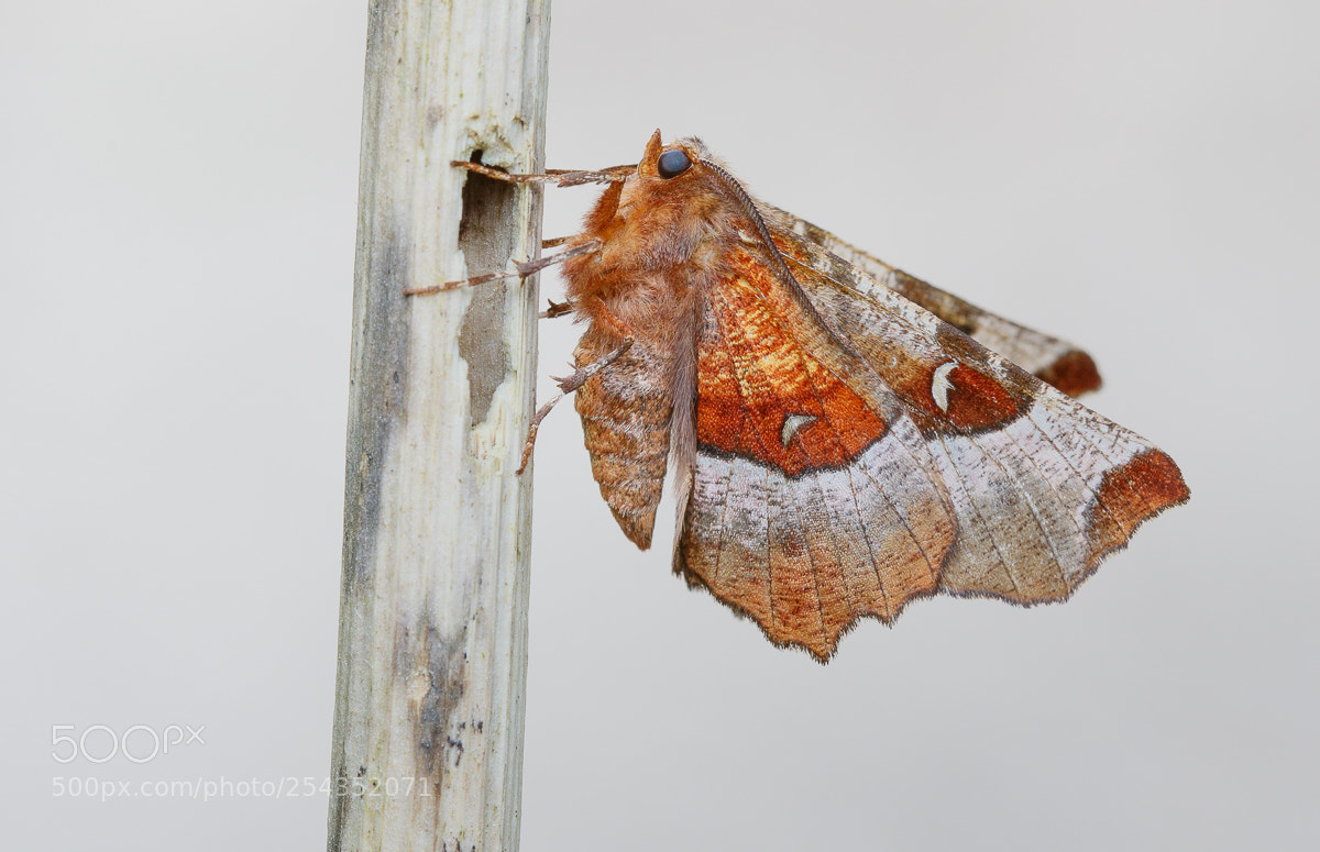 Canon EOS 7D Mark II sample photo. Purple thorn - photography