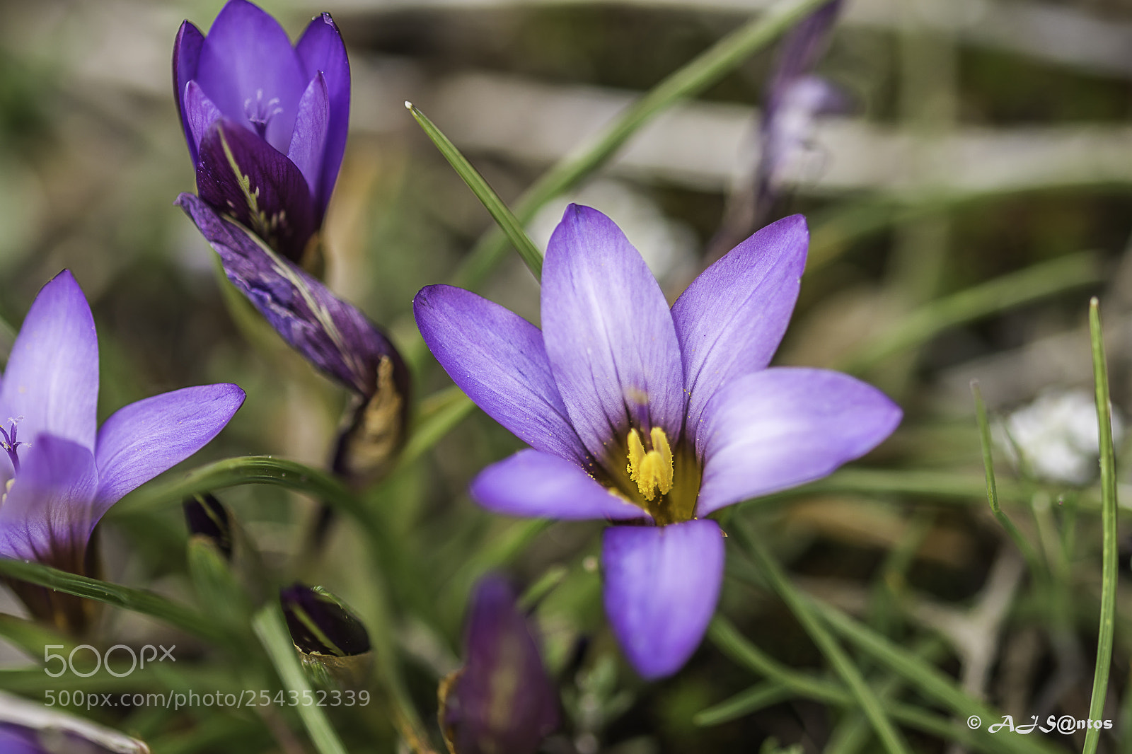 Nikon D7200 sample photo. Primavera photography