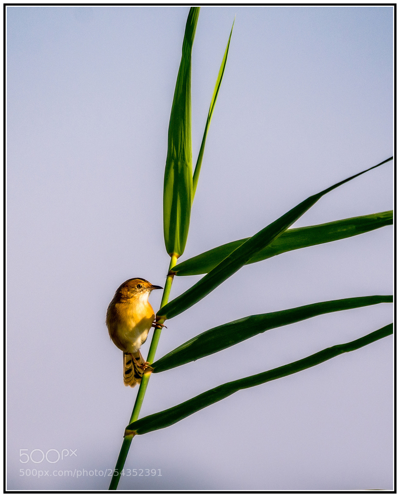 Nikon D7200 sample photo. Tiny acrobat... photography