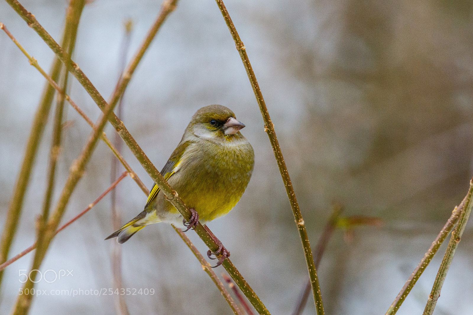 Canon EOS 7D Mark II sample photo. Greenfinch photography