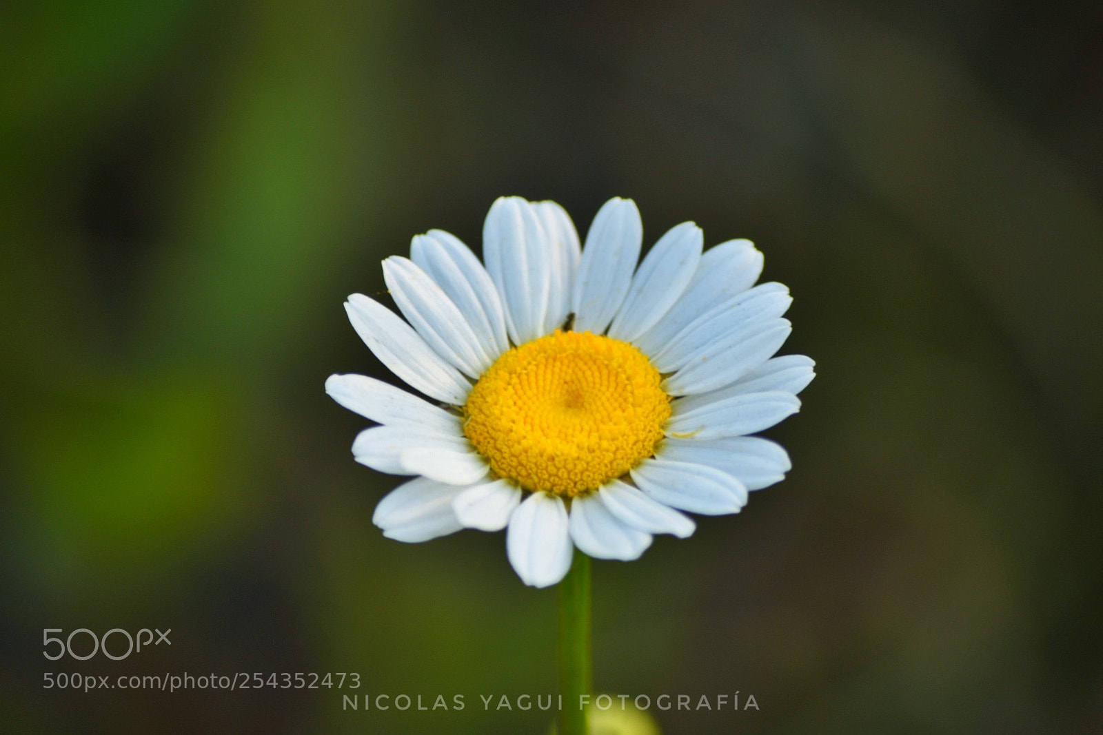 Nikon D7200 sample photo. Margarita photography