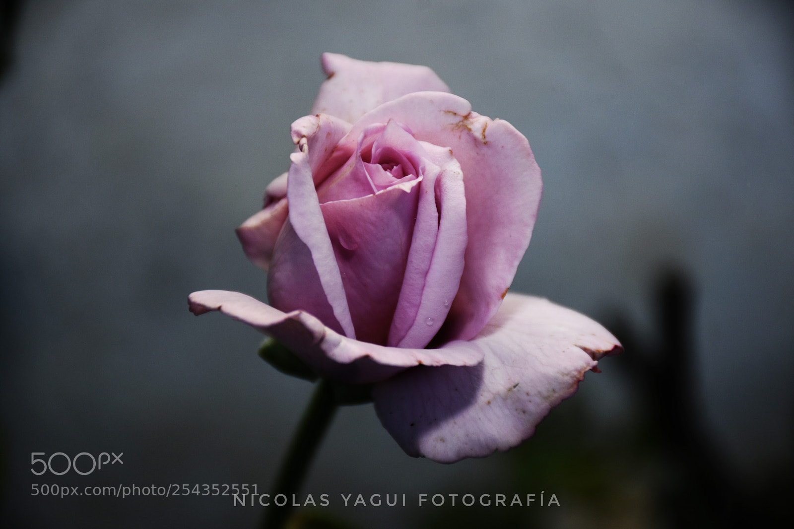 Nikon D7200 sample photo. Rosa photography