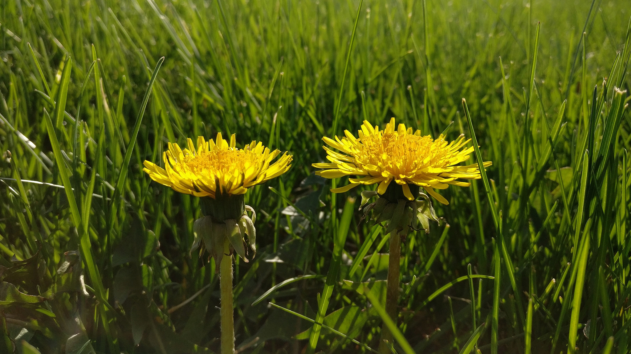 OnePlus A3000 sample photo. Dandelion pair photography