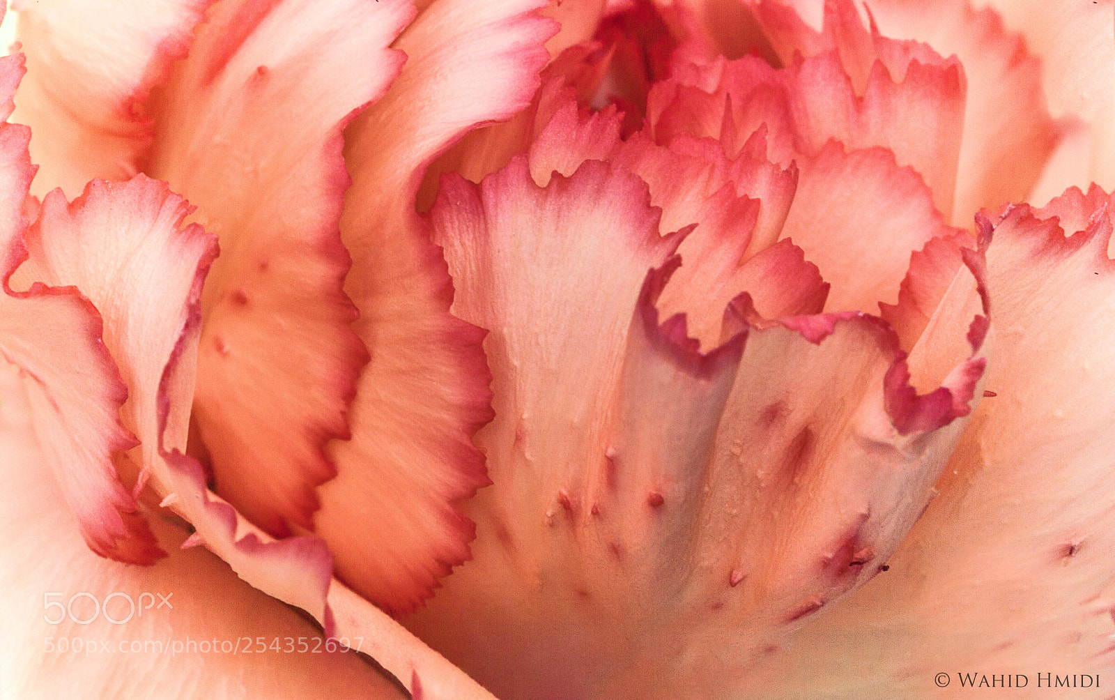 Canon EOS 5D Mark II sample photo. Pinky ! photography