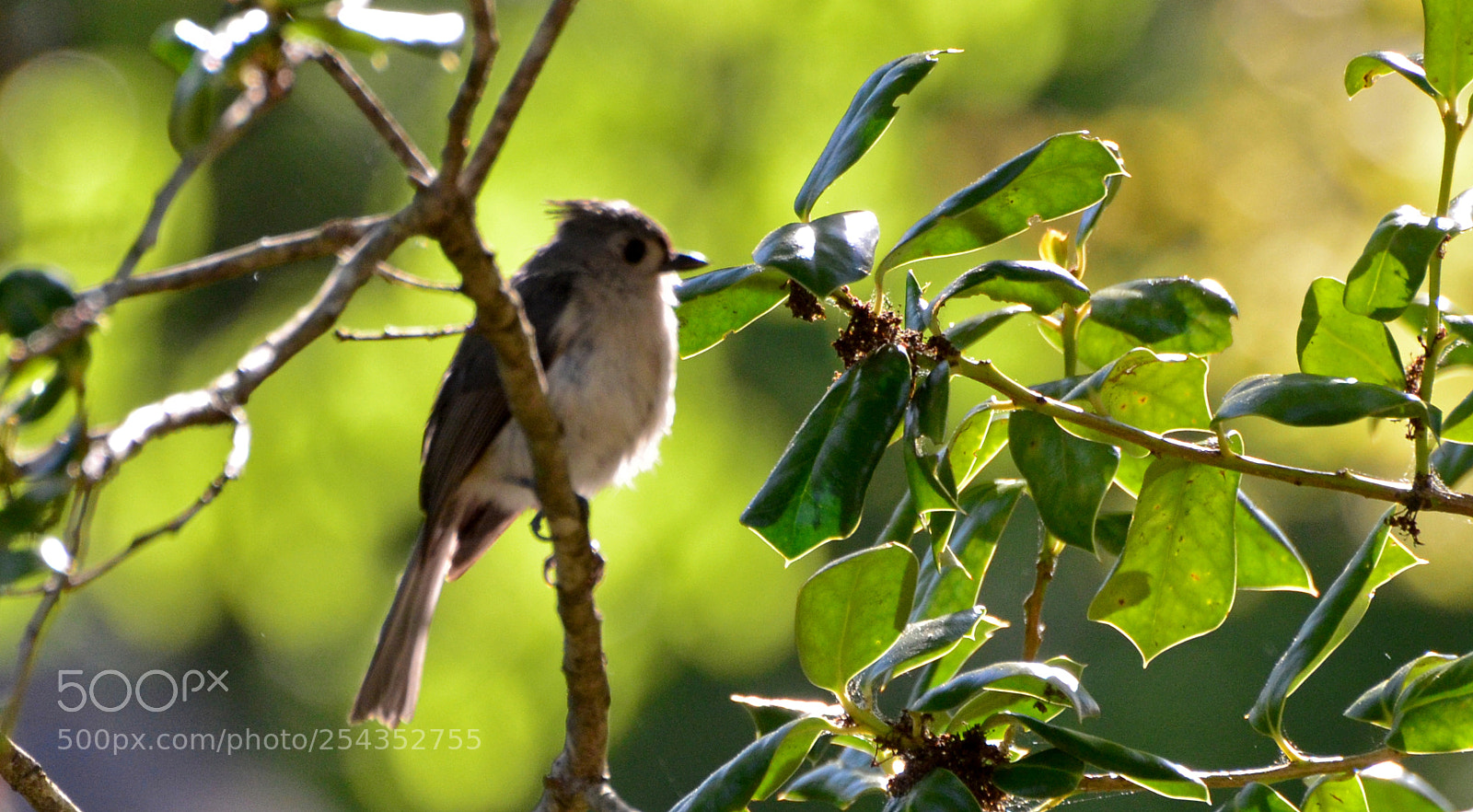 Nikon D7000 sample photo. Tufted titmouse 2 photography
