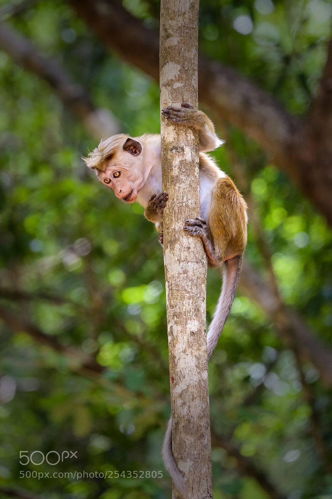 Canon EOS 6D sample photo. Monkey monkey photography