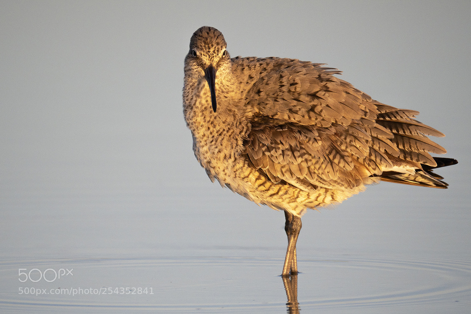 Olympus OM-D E-M1 Mark II sample photo. Marbled godwit photography