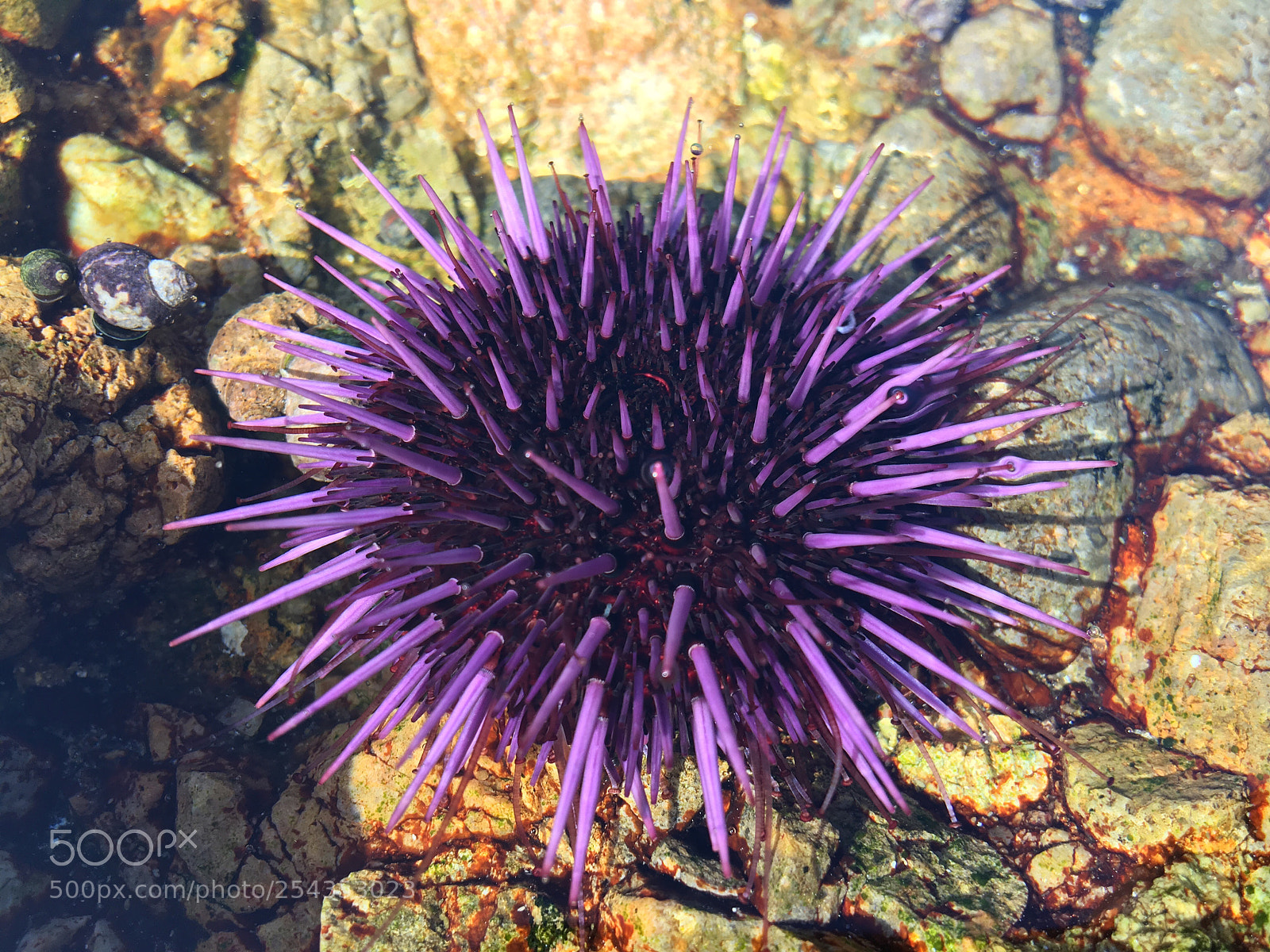 Apple iPhone 6s sample photo. Starfish at point lobos photography