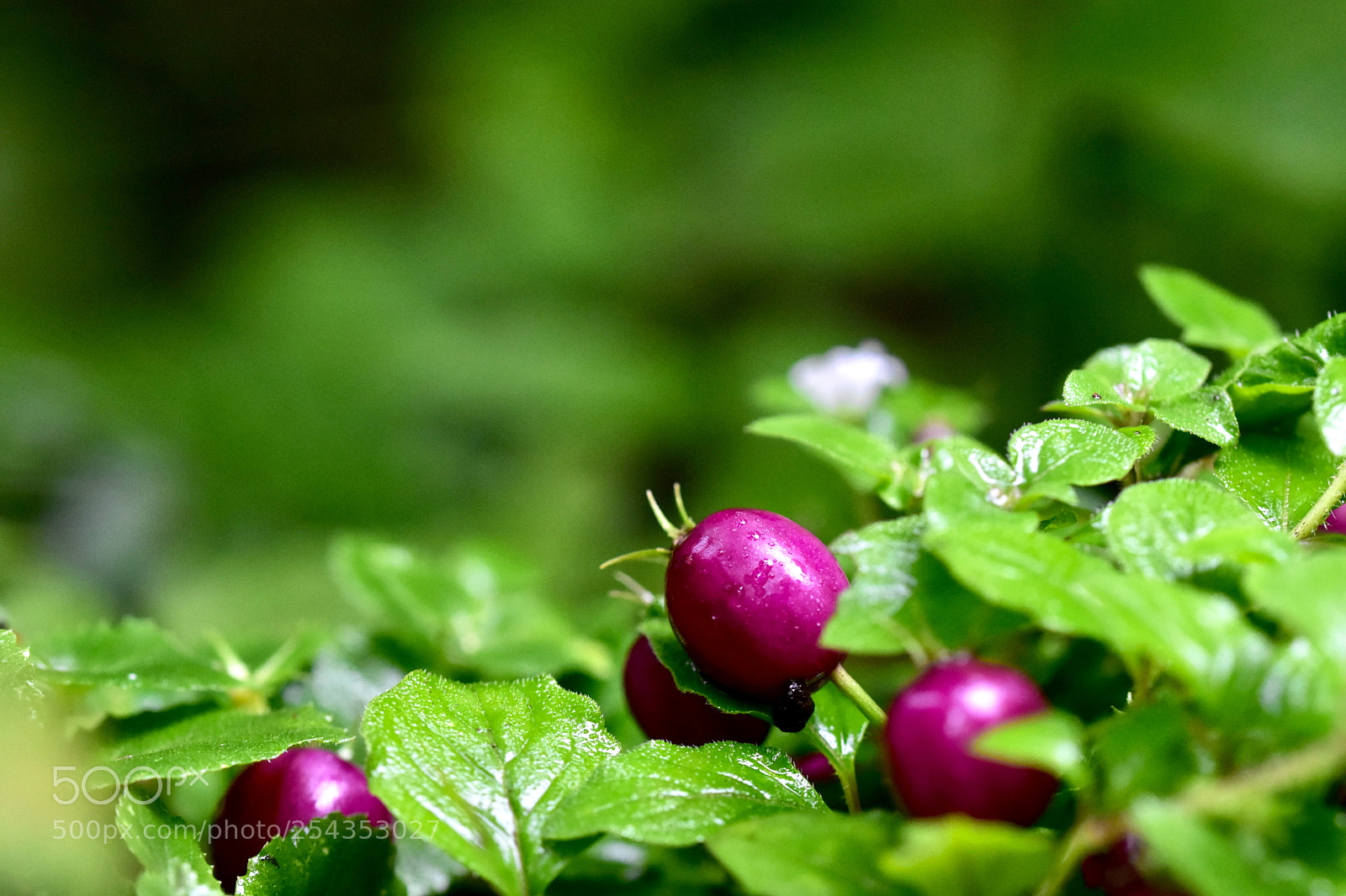 Nikon D7200 sample photo. Wild fruit photography