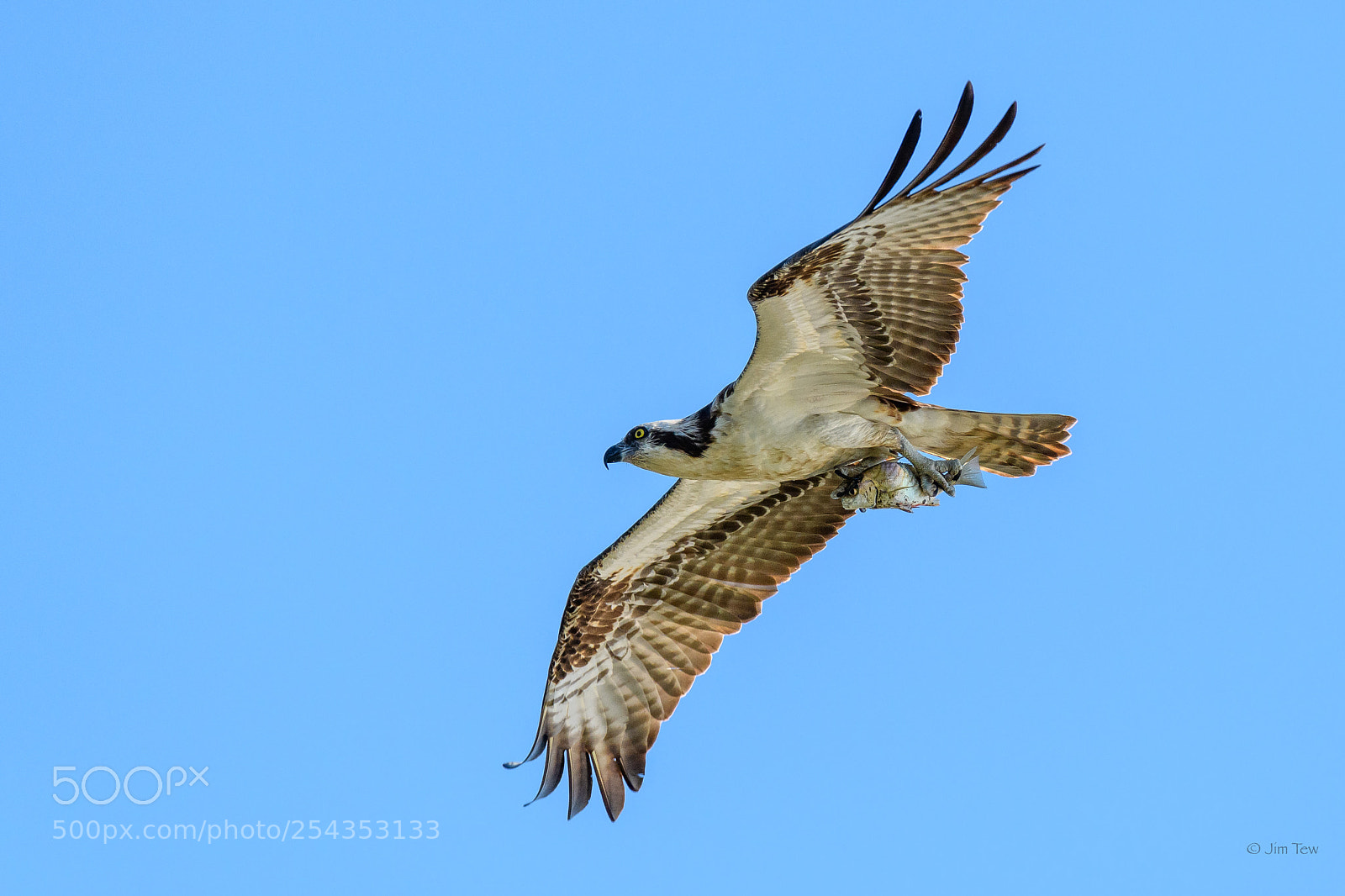 Nikon D7500 sample photo. Osprey with it's prey photography