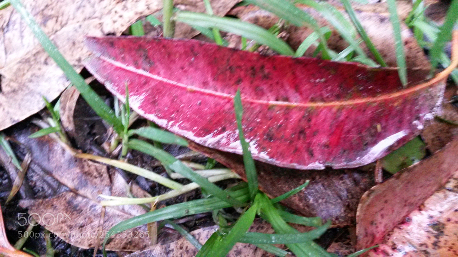 Samsung Galaxy S4 Mini sample photo. Turpentine leafs fallen on photography