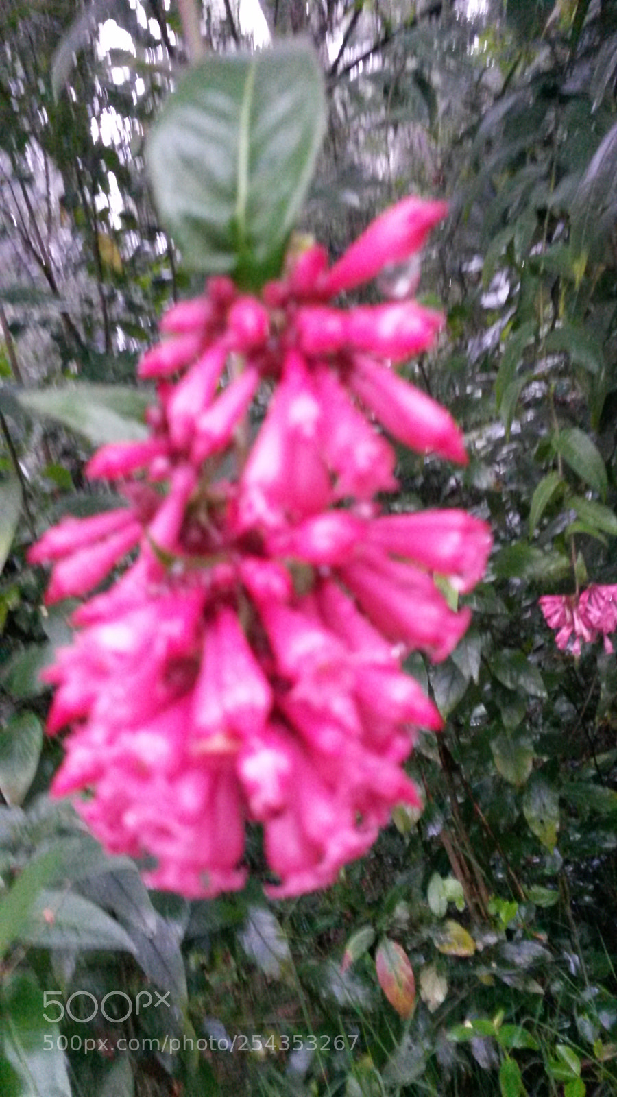 Samsung Galaxy S4 Mini sample photo. Cluster of tiny pink photography