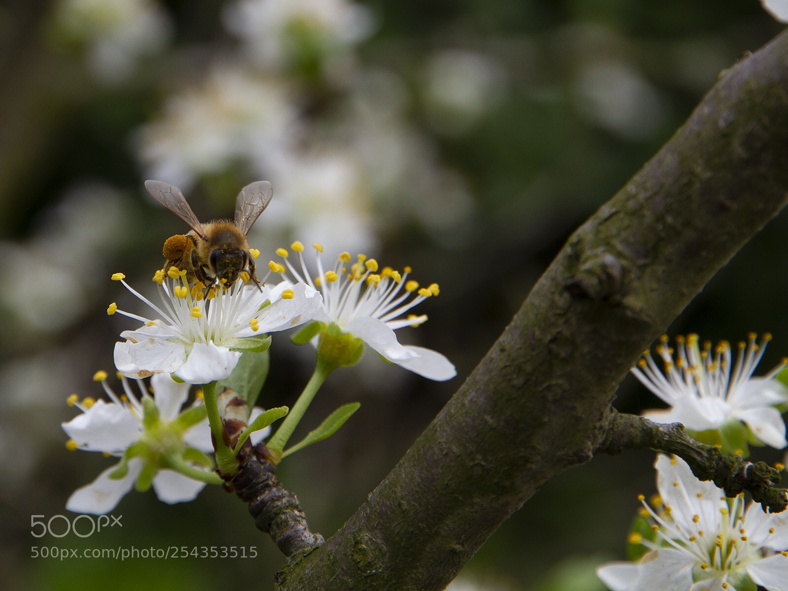 Canon EOS 7D sample photo. Bee photography