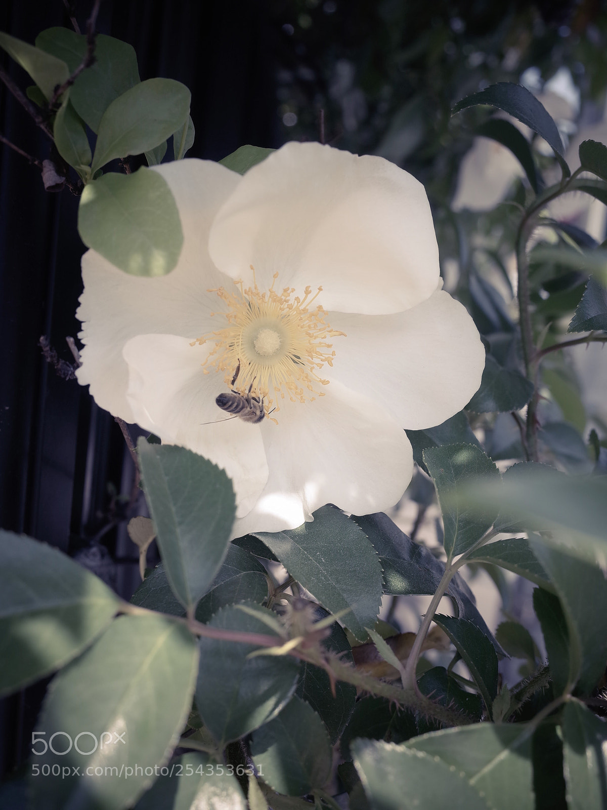 Ricoh GR II sample photo. Untitled photography