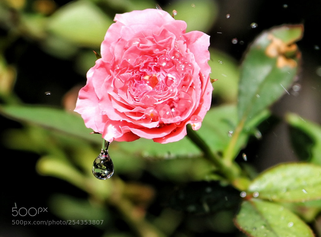 Canon EOS 750D (EOS Rebel T6i / EOS Kiss X8i) sample photo. A flor photography