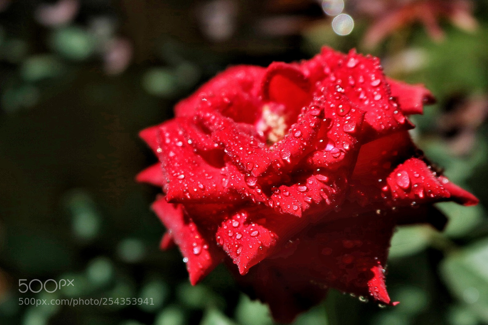 Canon EOS 750D (EOS Rebel T6i / EOS Kiss X8i) sample photo. The red photography
