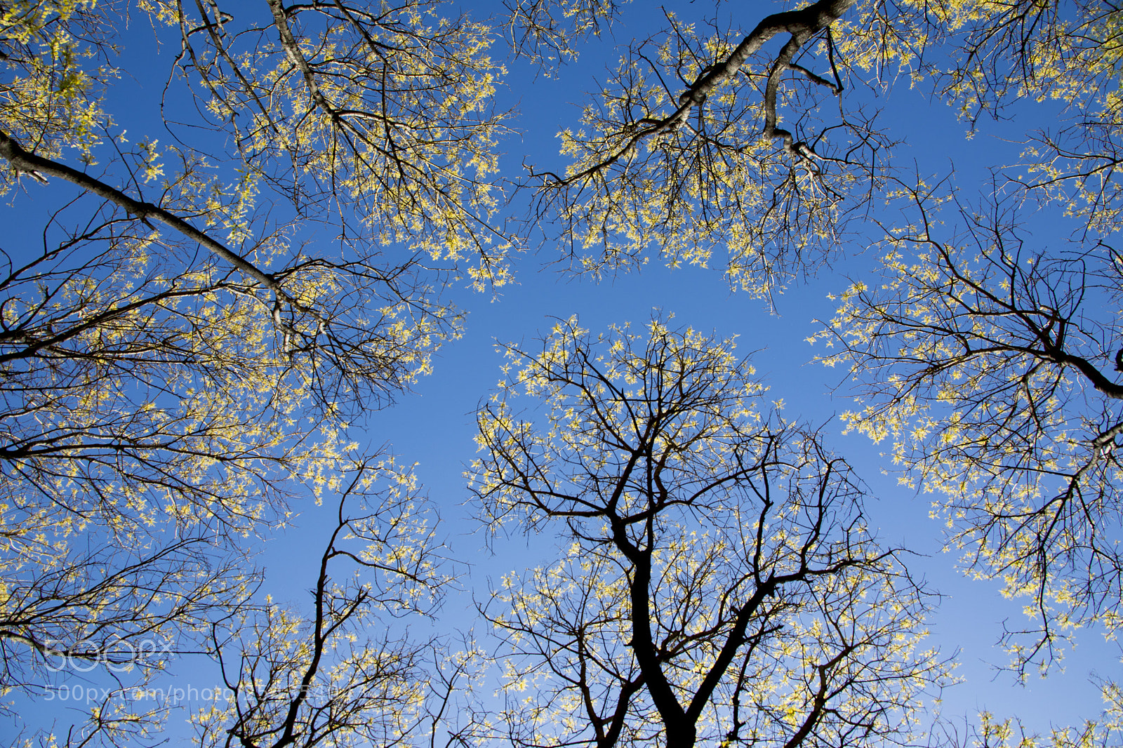 Canon EOS 5D Mark IV sample photo. Blue sky with yellow photography