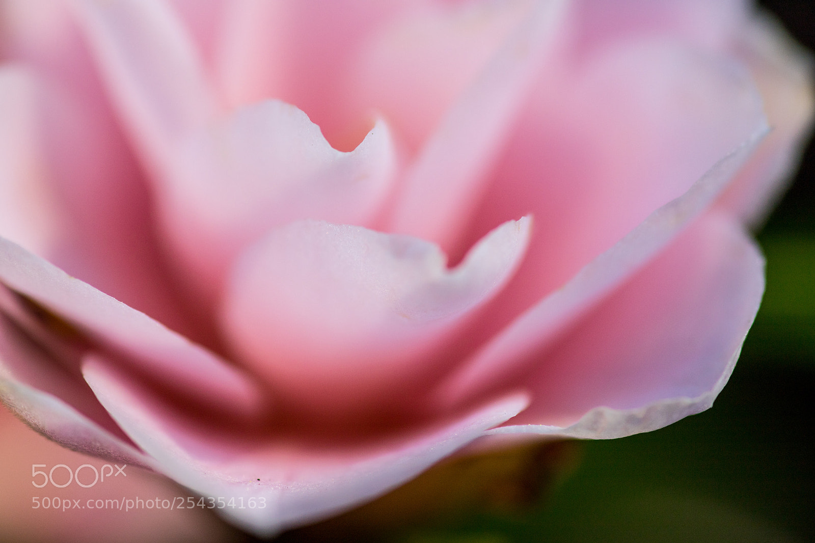Canon EOS 6D Mark II sample photo. Softrose photography