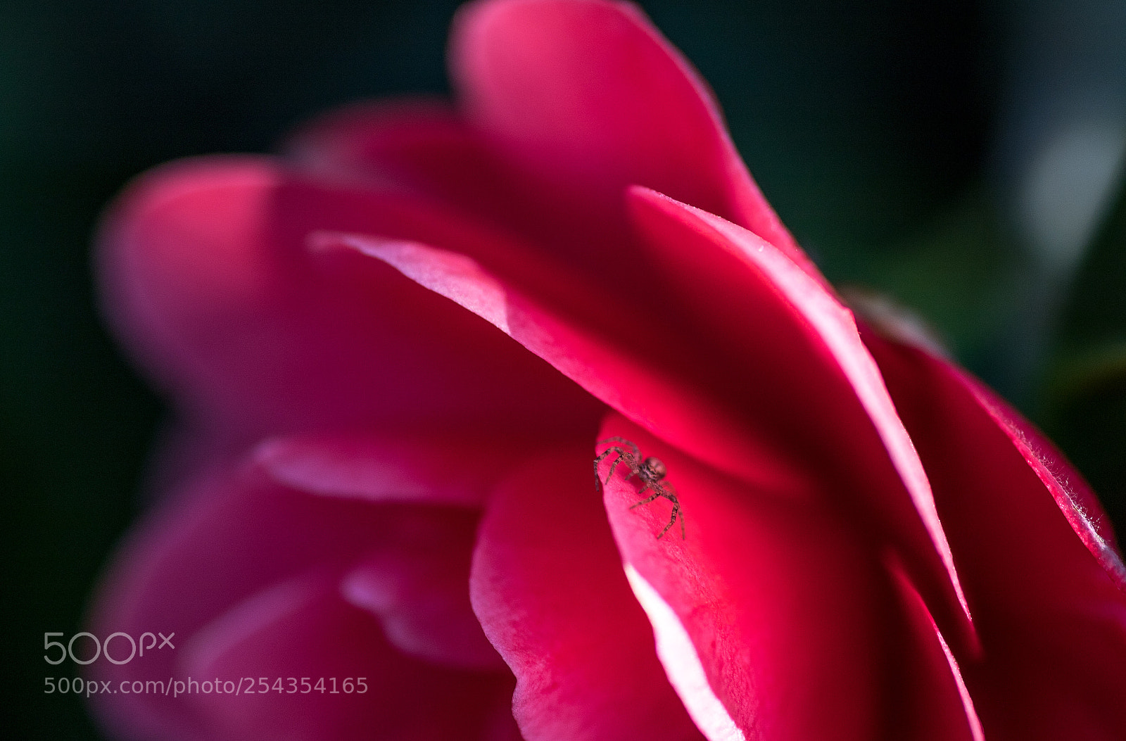 Canon EOS 6D Mark II sample photo. Spiderrose photography